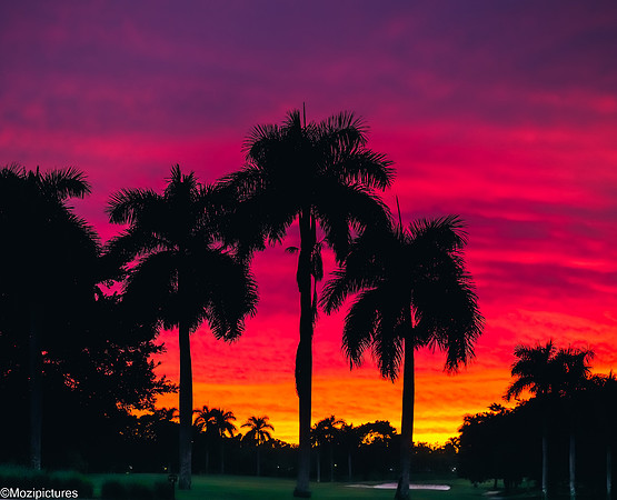 Tropical