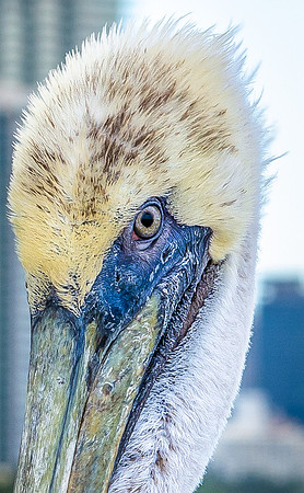 Pelican