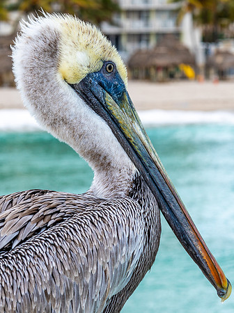Pelican1